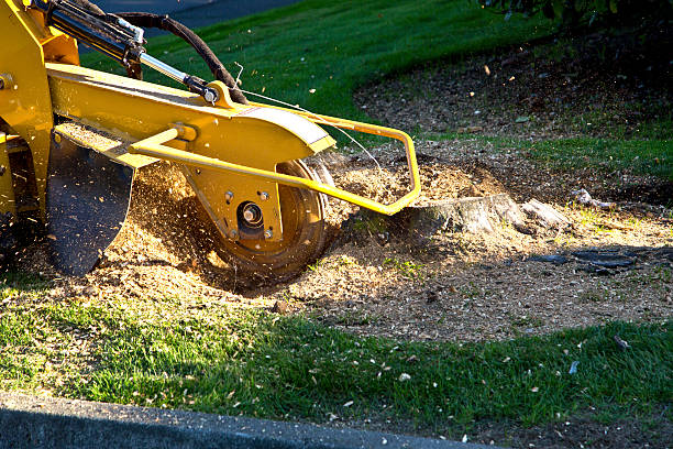 Best Fruit Tree Pruning  in La Center, WA