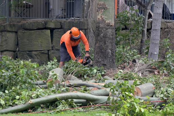 Best Tree Risk Assessment  in La Center, WA