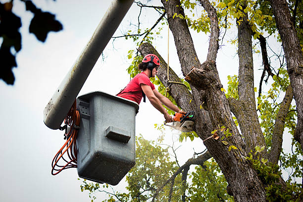 How Our Tree Care Process Works  in  La Center, WA